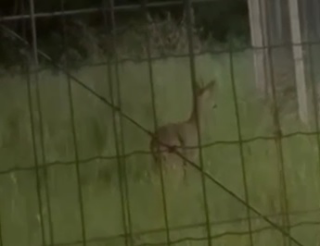 San Benedetto - Avvistato capriolo in zona Ponterotto